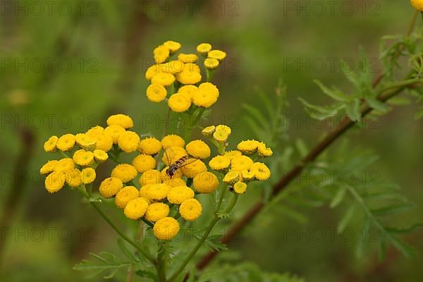 Tansy