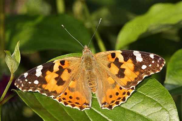 Painted lady