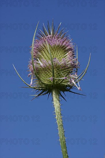 Cobs of wild teasel