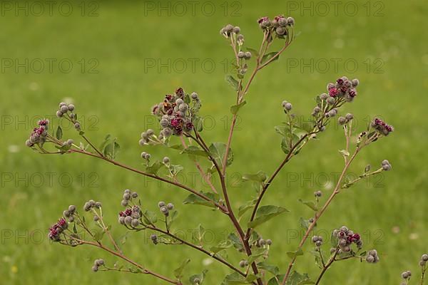 Burdock