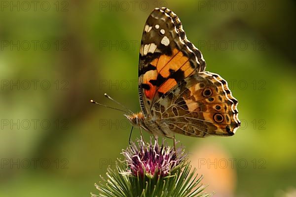 Painted lady