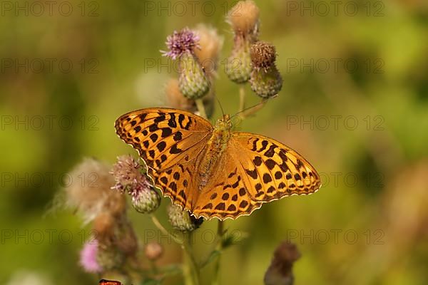 Female silver-washed fritillary