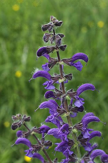 Meadow sage