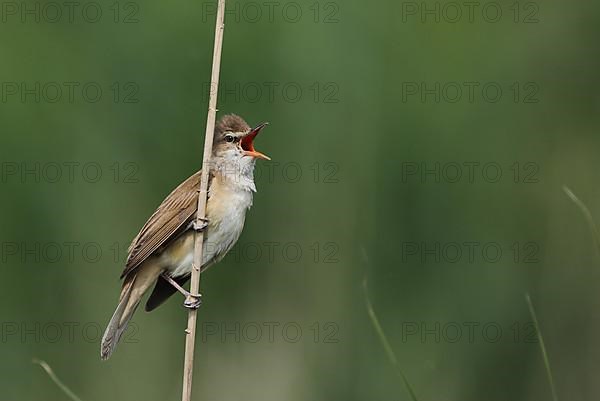 Reed Warbler