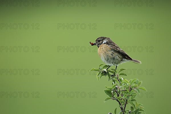 Female african stonechat