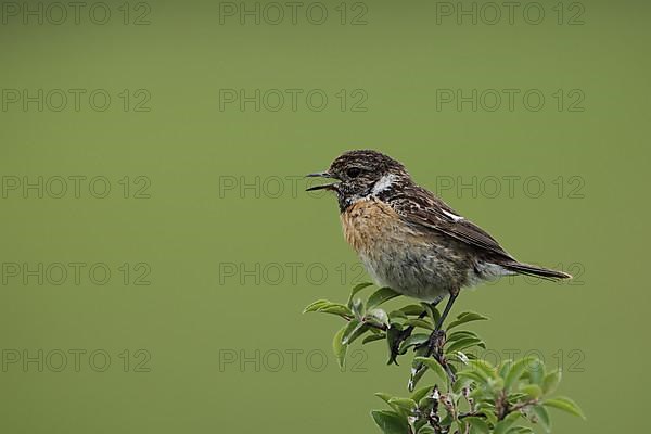 Female african stonechat