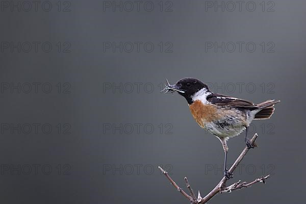 Male african stonechat