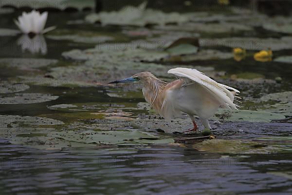 Squacco Heron