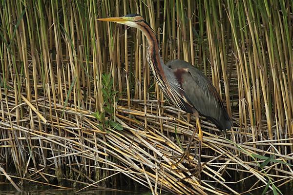 Purple heron