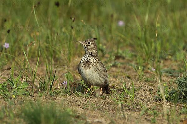 Skylark