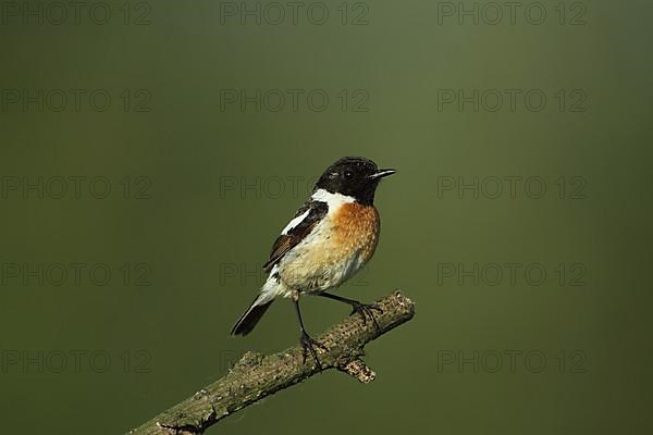 Male african stonechat