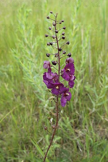 Purple Primrose