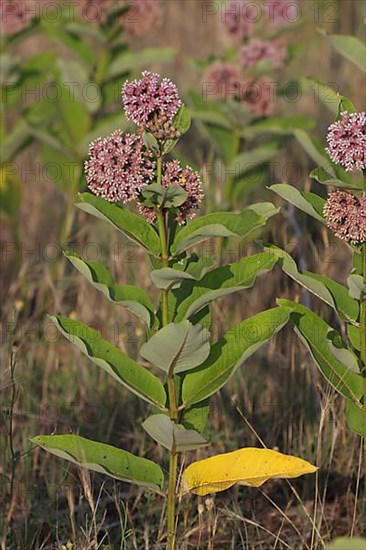 Common milkweed