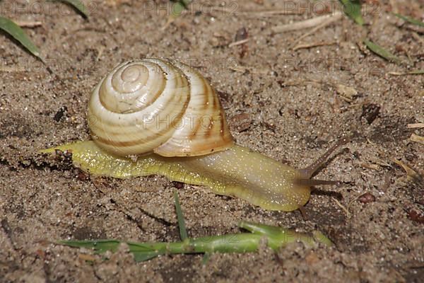 Roman snail