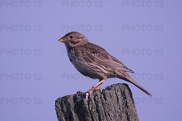 Corn Bunting