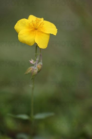 Common sunflower