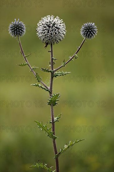 Ball thistle