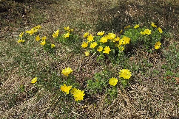 Group with pheasant's eye