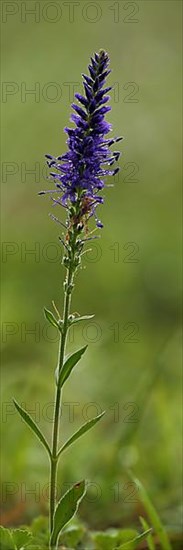 Spiked speedwell