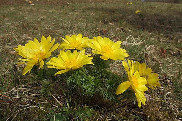 Spring Adonis rose