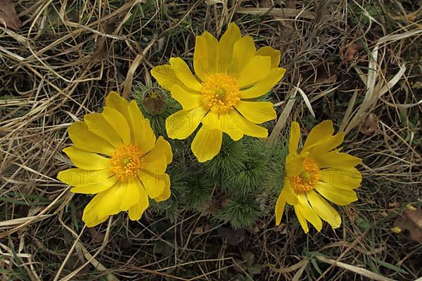 Spring Adonis rose