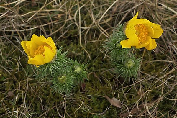 Flowers and buds of pheasant's eye