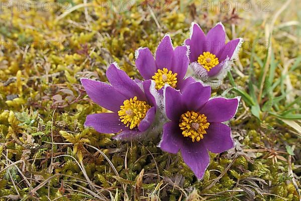 Four flowers with hoarfrost of a pasque flower