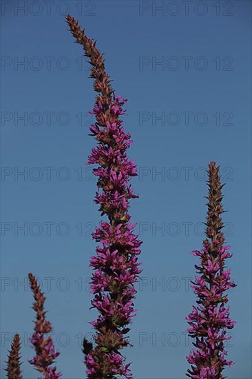 Stem with flowers of purple loosestrife