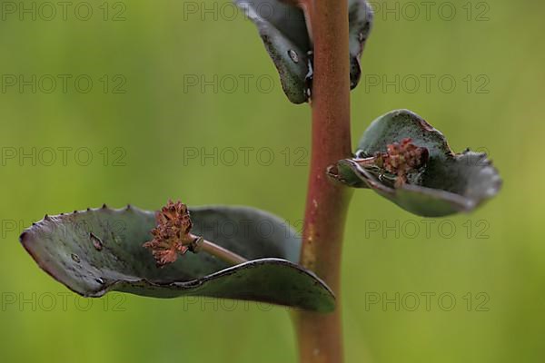 Detail of stem with bracts on large stonecrop