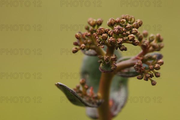 Detail of great stonecrop