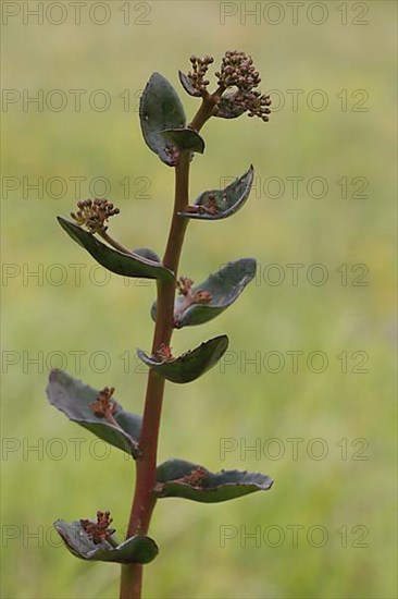 Stem of great stonecrop