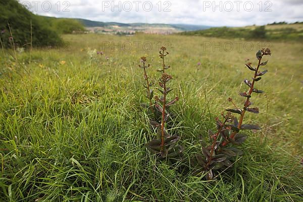 Orpine