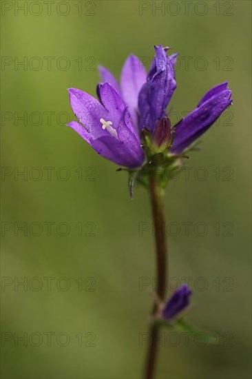 Tufted bellflower