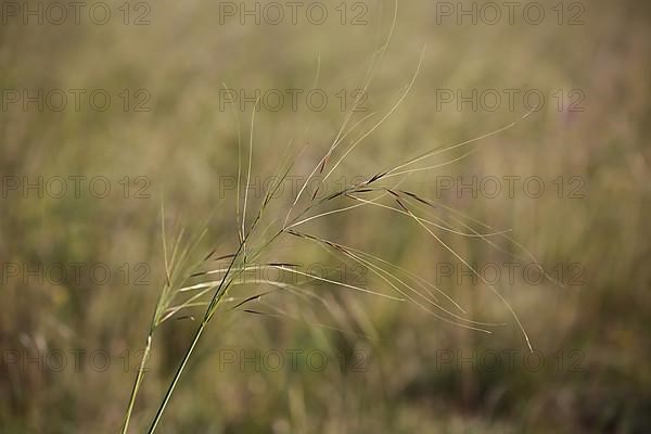 Hairy weed