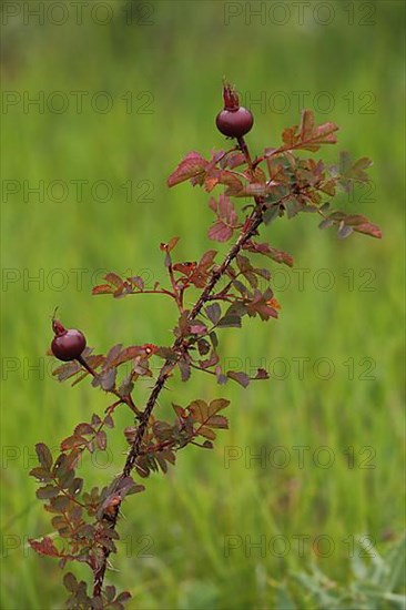 Branch with fruits of the french rose