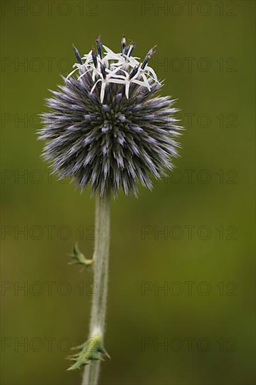 Ball thistle