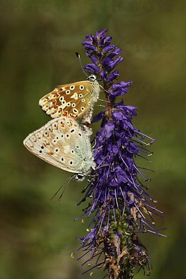 Copulation of brown argus