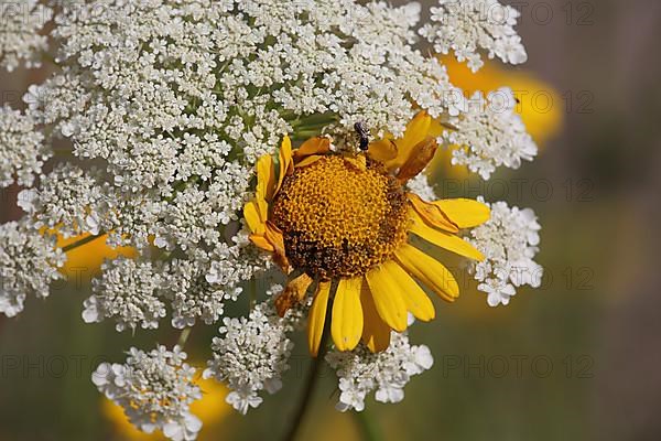 Intergrown flower of golden marguerite