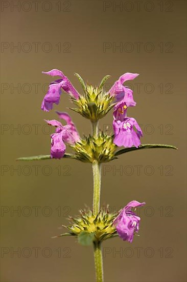 Narrow-leaved hemp-nettle