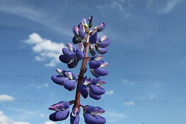 Flowers of multifoliate large-leaved lupin