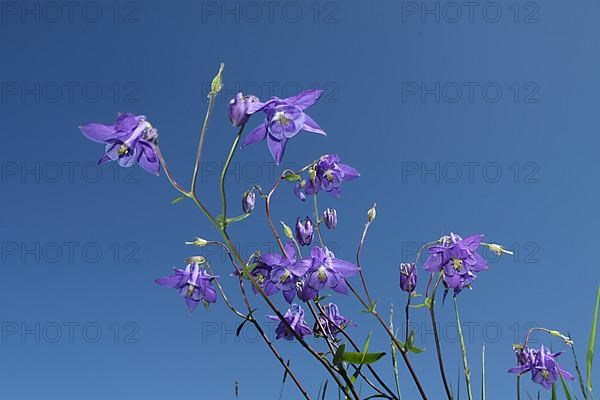 Common columbine