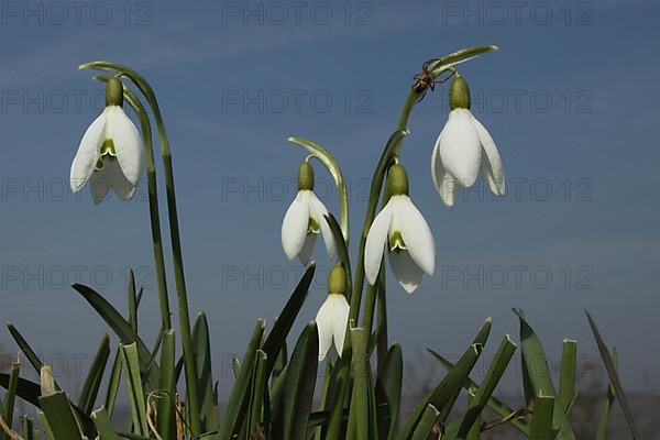 Small snowdrop