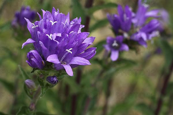 Tufted bellflower