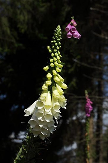 White common foxglove