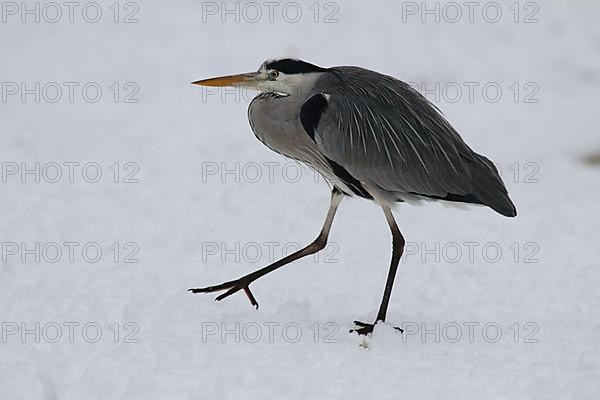 Grey heron