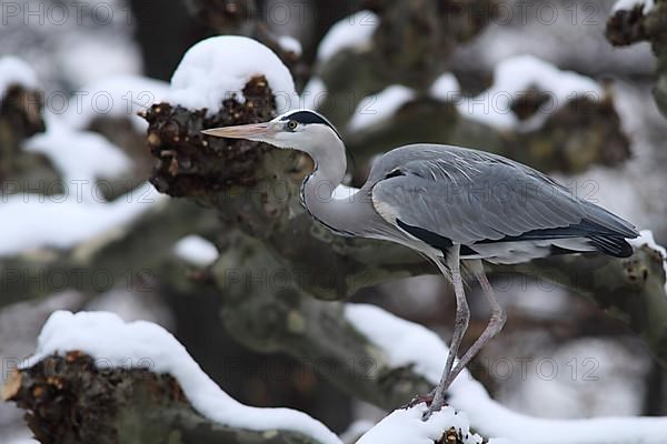 Grey heron