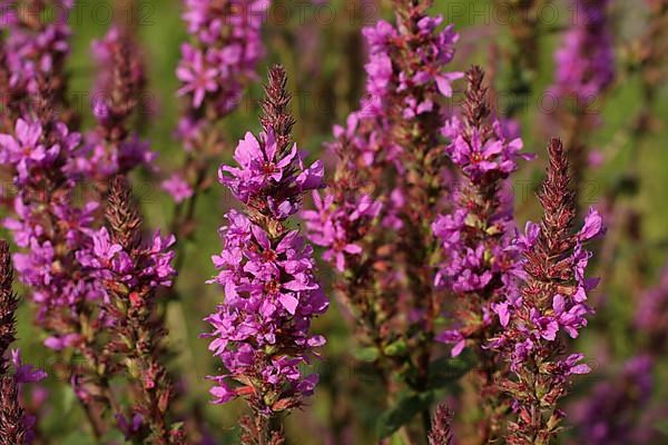 Group with purple loosestrife