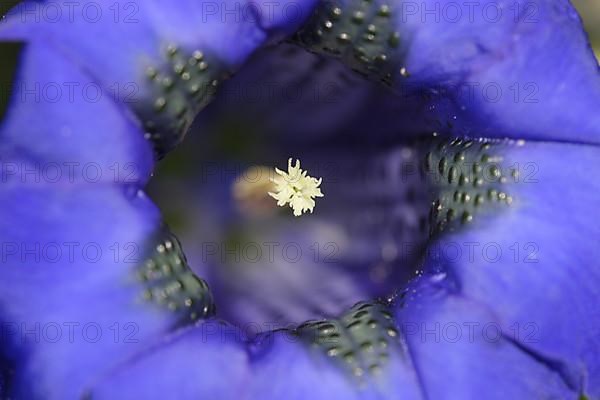 Alpine gentian