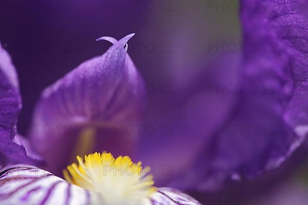 Detail with tip and depth of field of a Siberian iris