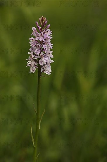 Spotted orchid